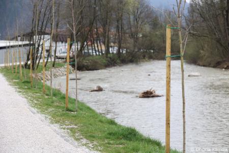 Z zasaditvijo dreves smo uradno odprli kolesarsko povezavo Kamnik–Godič (100)
